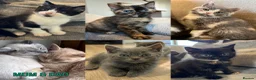 British Shorthair cats for sale: Five adorable British shorthair kittens in Skipton - Advert 17