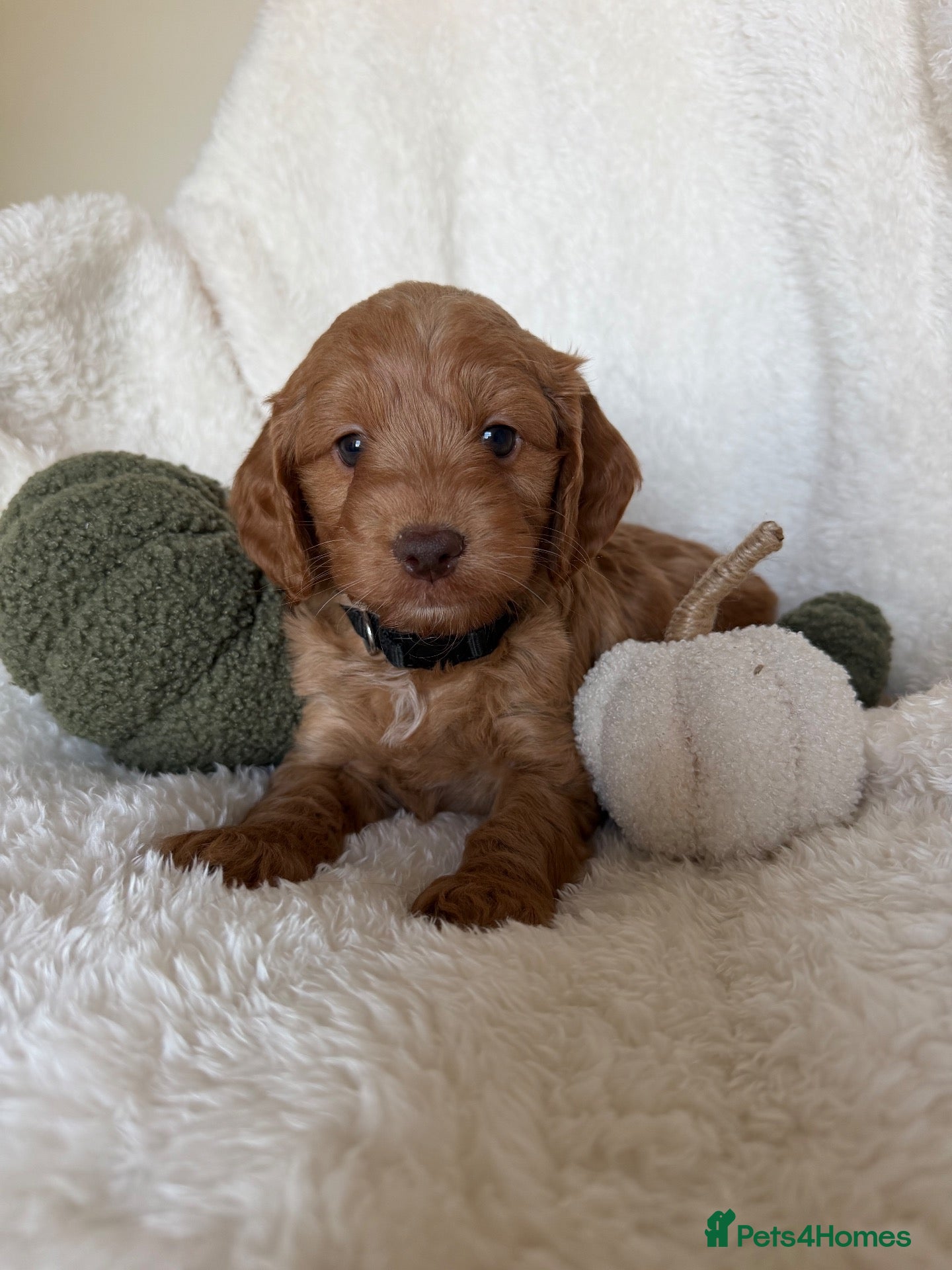 Cockapoo dogs Stunning Deep Red Cockapoos - Advert 1