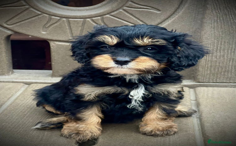 Cavapoo dogs in Ashford - Advert 4