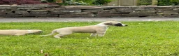 Whippet dogs for sale: Stunning Fawn Whippet Pups  in Winkleigh - Advert 14