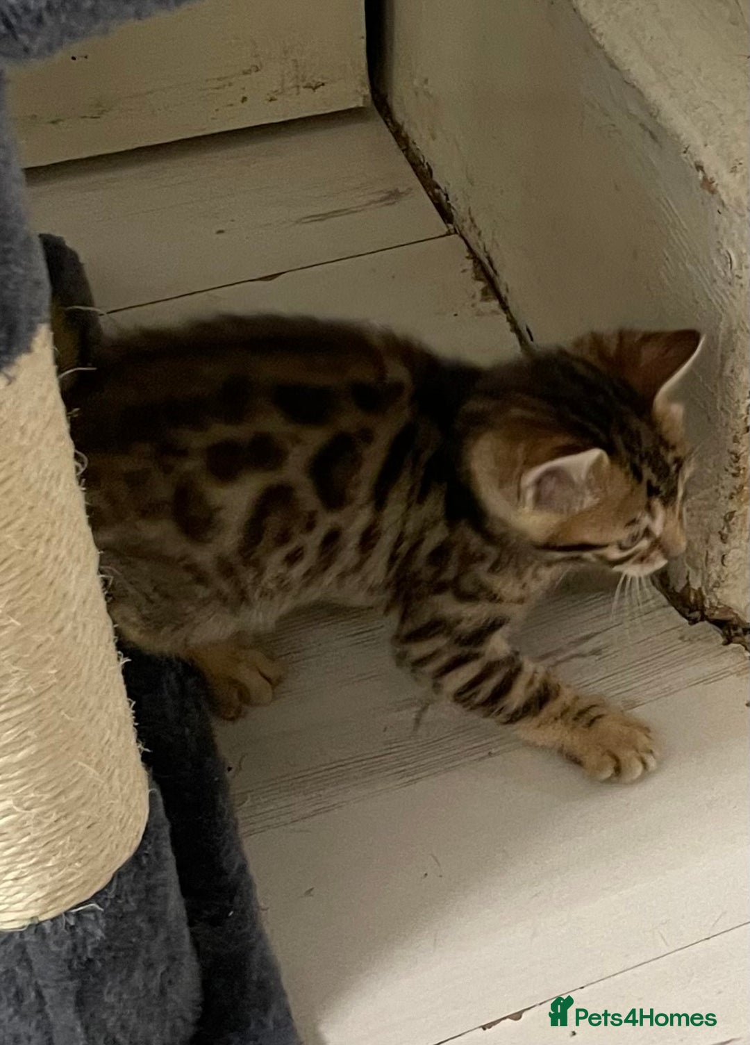 Bengal cats for sale: Bengal kittens - Advert 6