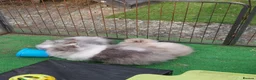 Lionhead rabbits for sale: Beautiful Male Baby. - Advert 8