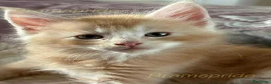 Maine Coon 3