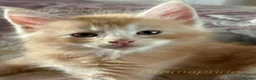 Maine Coon cats for sale: Registered GCCF cuddly Maine coon babies - Advert 6