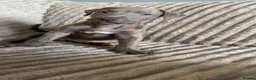 Mixed Breed dogs for sale: Bull lurchers  - Advert 11