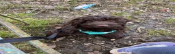 Cockapoo dogs for sale: Chocolate cockerpoo in Bargoed - Advert 4