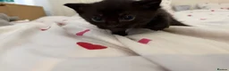 Ragdoll cats for sale: Russian blue x ragdoll - Advert 8