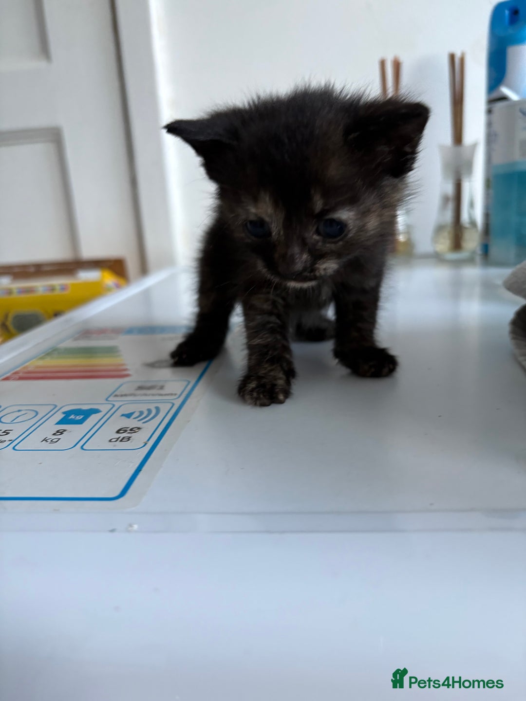 Mixed Breed cats for sale: 5 kittens for sale - Image 10