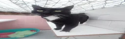 Mixed Breed cats for adoption: Asterix and friends, rescue cats for rehoming - Advert 3