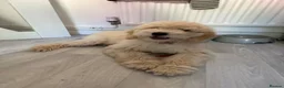 Labradoodle dogs for sale: Labradoodle F2 - Advert 2