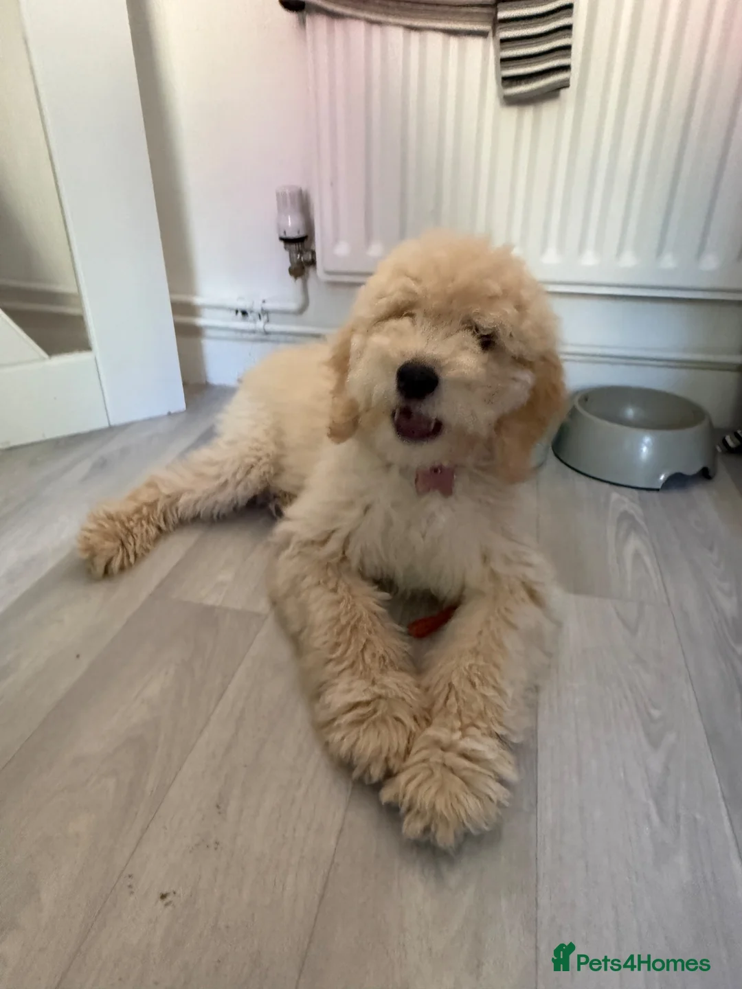Labradoodle dogs for sale: Labradoodle F2 - Advert 2