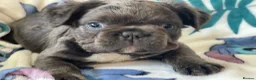 French Bulldog dogs for sale: RKC French bulldog puppies - Advert 7