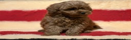 Mixed Breed dogs for sale: Beautiful Cavapoochon litter  - Advert 3
