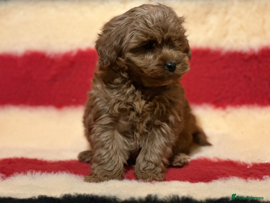 Mixed Breed dogs for sale: Beautiful Cavapoochon litter  - Advert 3