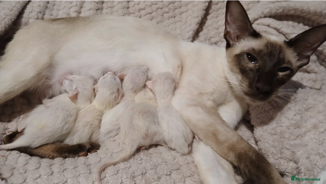Siamese cats for sale: Pedigree Registered Siamese - 1 Girl remaining ♡ - Image 9