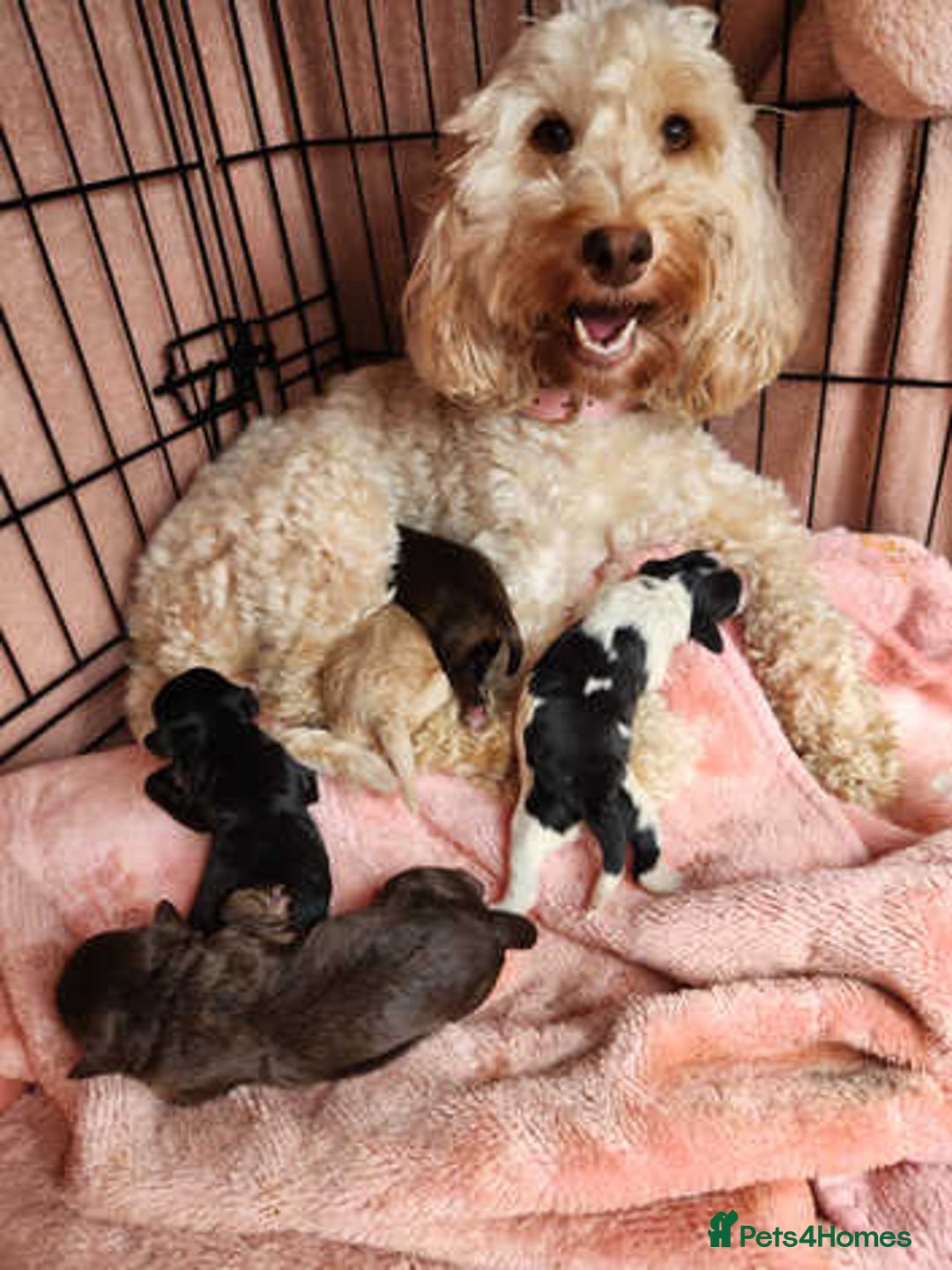 Cockapoo dogs for sale: F1b beautiful girl  - Image 31