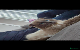 Ragdoll cats for sale: Rag doll - Image 3
