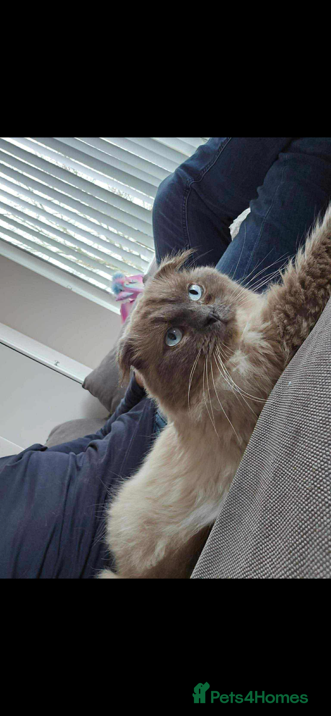 Ragdoll cats for sale: Rag doll - Image 3
