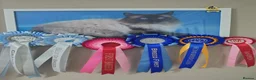 Ragdoll cats for stud: 🏆Champion🏆 Ragdoll for stud - Advert 3