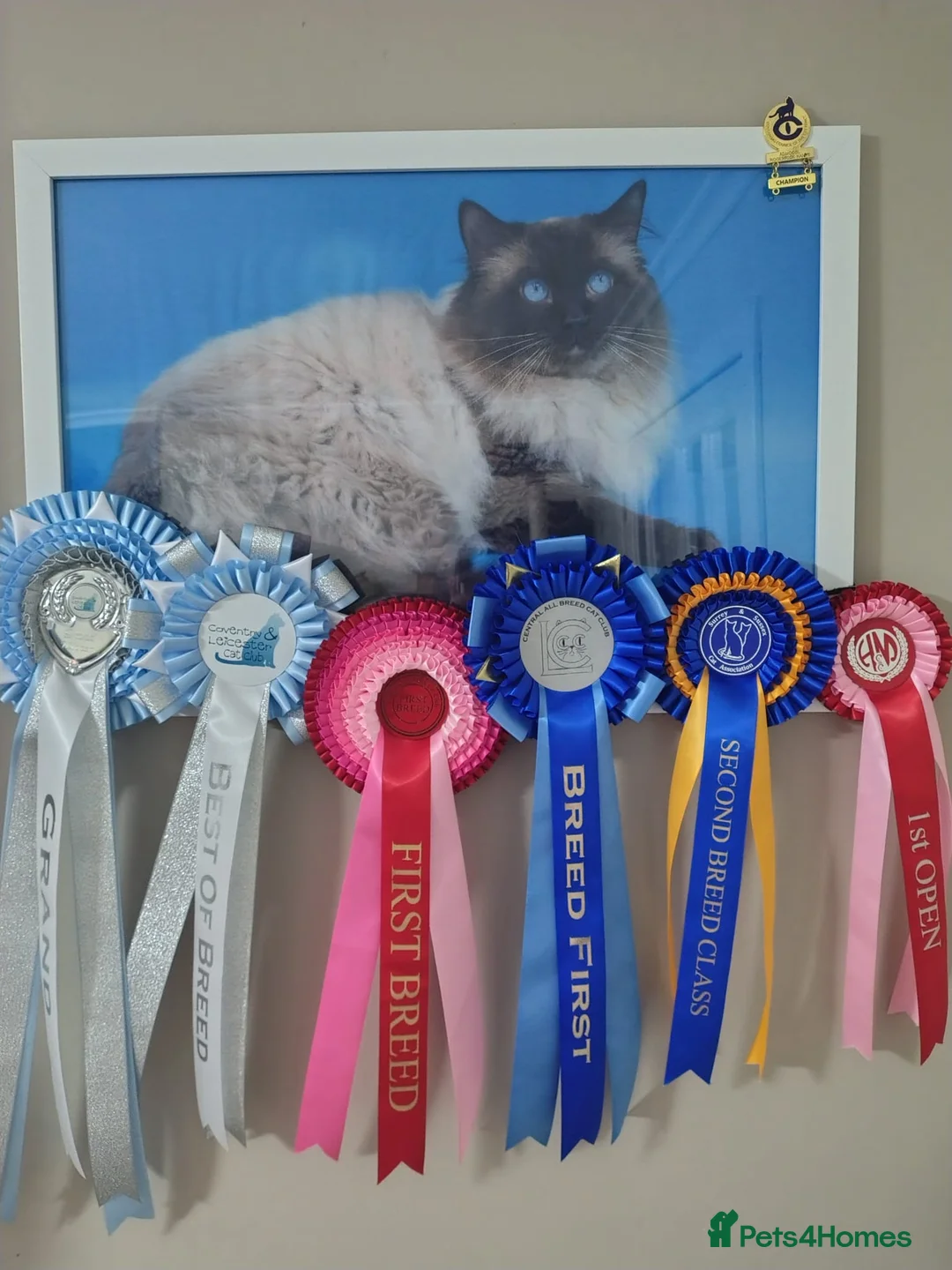 Ragdoll cats for stud: 🏆Champion🏆 Ragdoll for stud - Advert 3