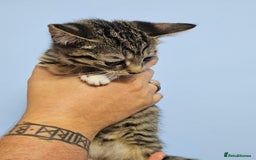 British Shorthair cats for sale: British short-hair kittens  - Image 8