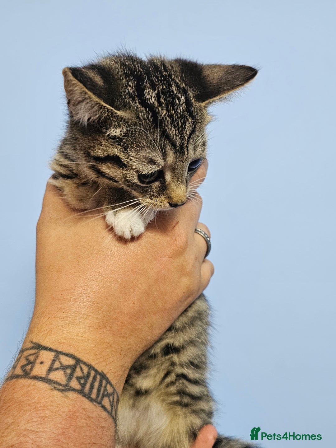 British Shorthair cats for sale: British short-hair kittens  - Image 8