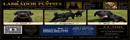Labrador Retriever dogs for sale: LABRADOR RETRIEVER–HEALTH TESTED, FULLY VACCINATED - Advert 5