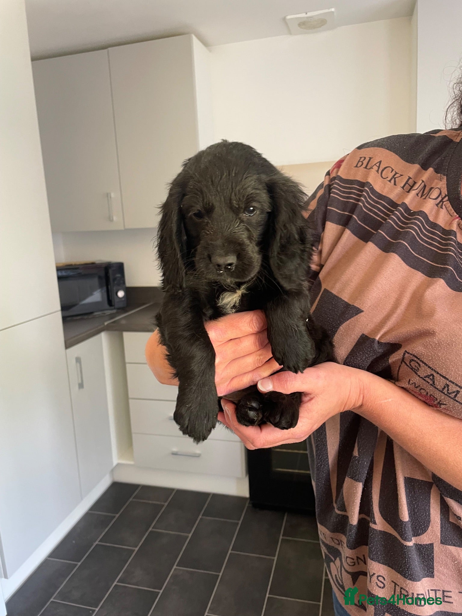 Cocker Spaniel dogs Cocker spaniel show type puppies  - Advert 1