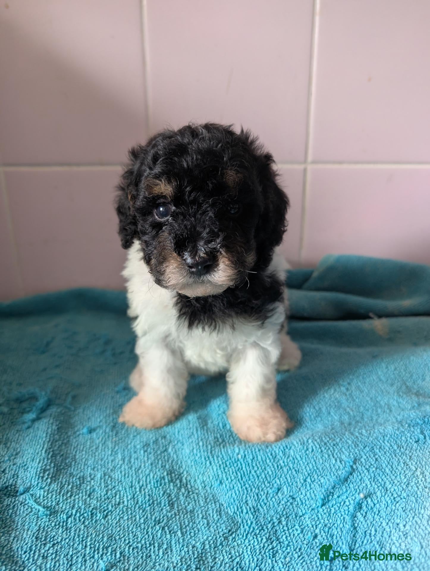 Toy Poodle dogs Tri Parti Toy poodles, 1 baby boy available! - Advert 1