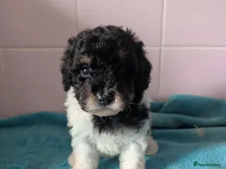 Toy Poodle dogs Tri Parti Toy poodles, 1 baby boy available! - Advert 1