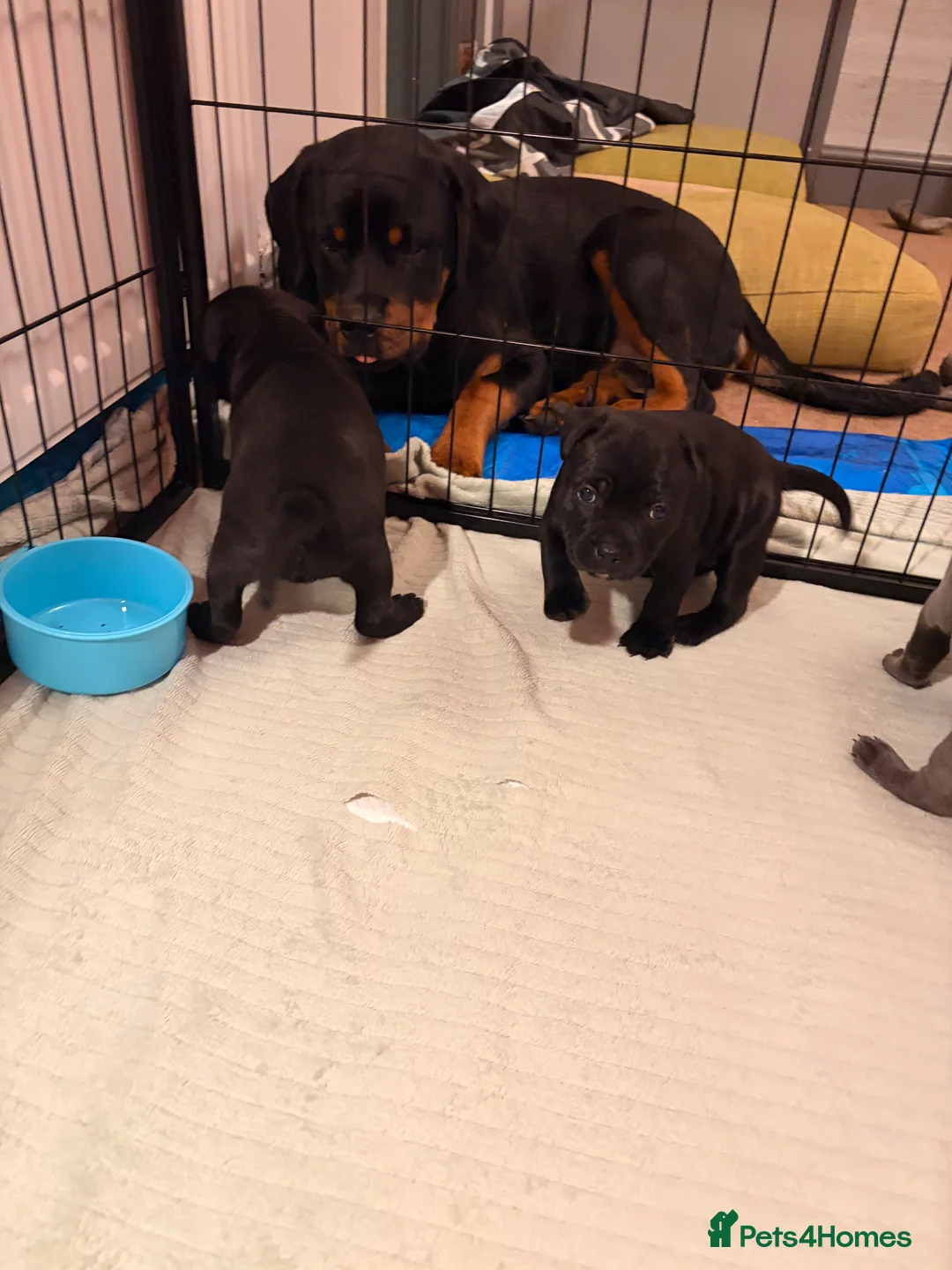 Staffordshire Bull Terrier dogs for sale: Staffordshire Bull Terrier puppies KC registered  - Advert 6