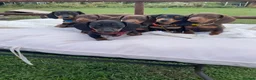Miniature Dachshund dogs for sale: Miniature Dachshund Pups ready to leave 🐶  - Advert 11