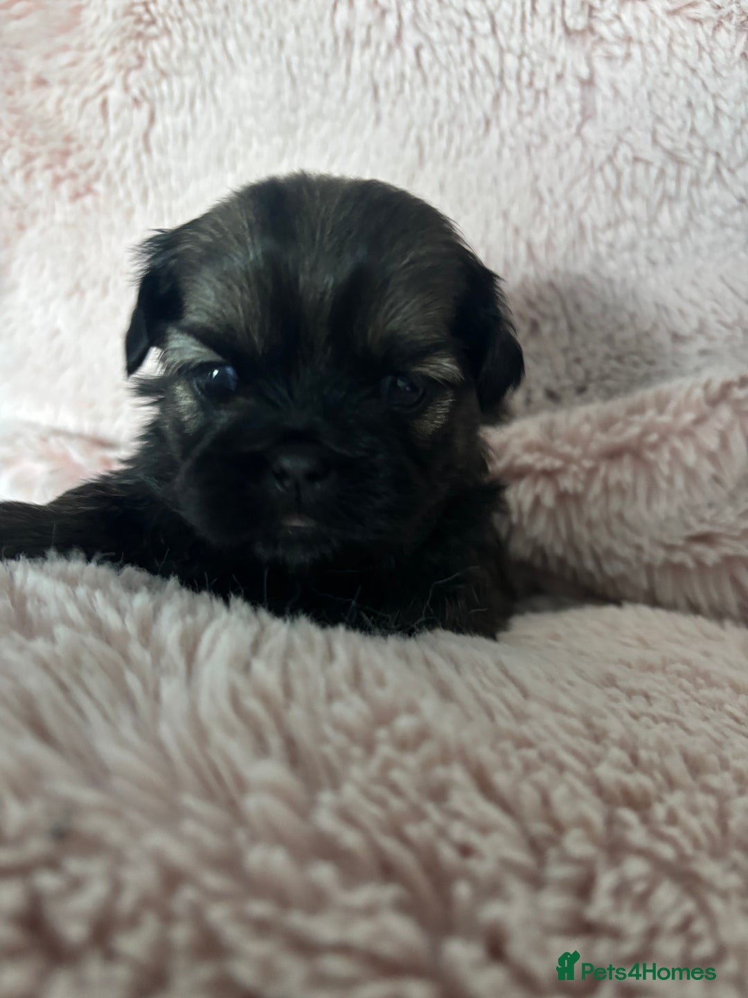 Shih Tzu dogs for sale: Imperial Shih Tzu male - Advert 5