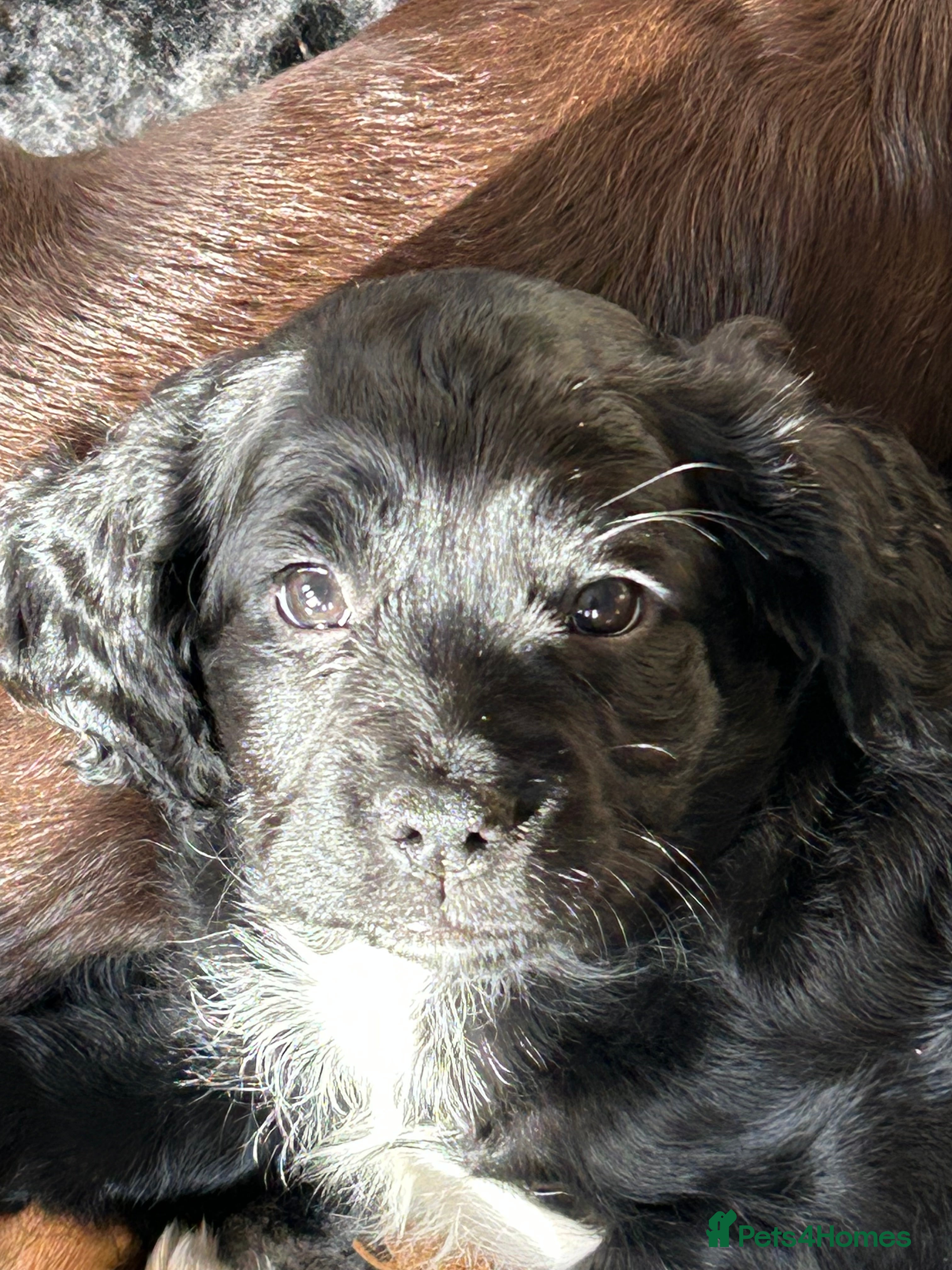 Mixed Breed dogs GET HER THIS WEEKEND!Cocker Tzu Puppy - Advert 5