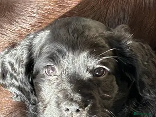 Mixed Breed dogs GET HER THIS WEEKEND!Cocker Tzu Puppy - Advert 5