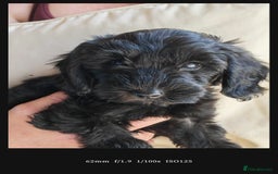 Bordoodle dogs for sale: Borderdoodle  Free five weeks insurance  - Image 3