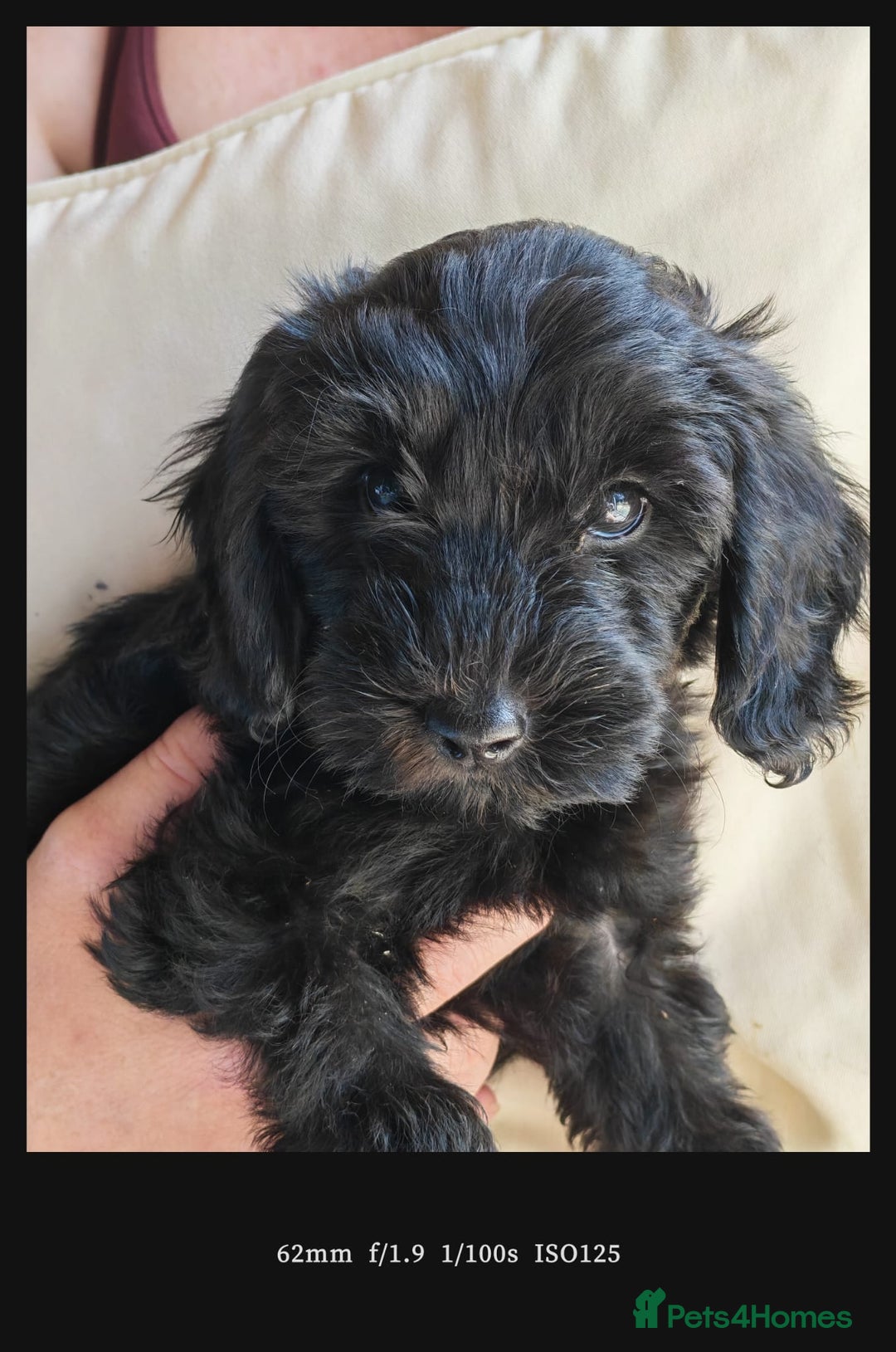 Bordoodle dogs for sale: Borderdoodle  Free five weeks insurance  - Image 3