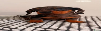 Miniature Dachshund 3