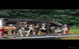 Mixed Breed dogs for sale: For adoption - Image 4