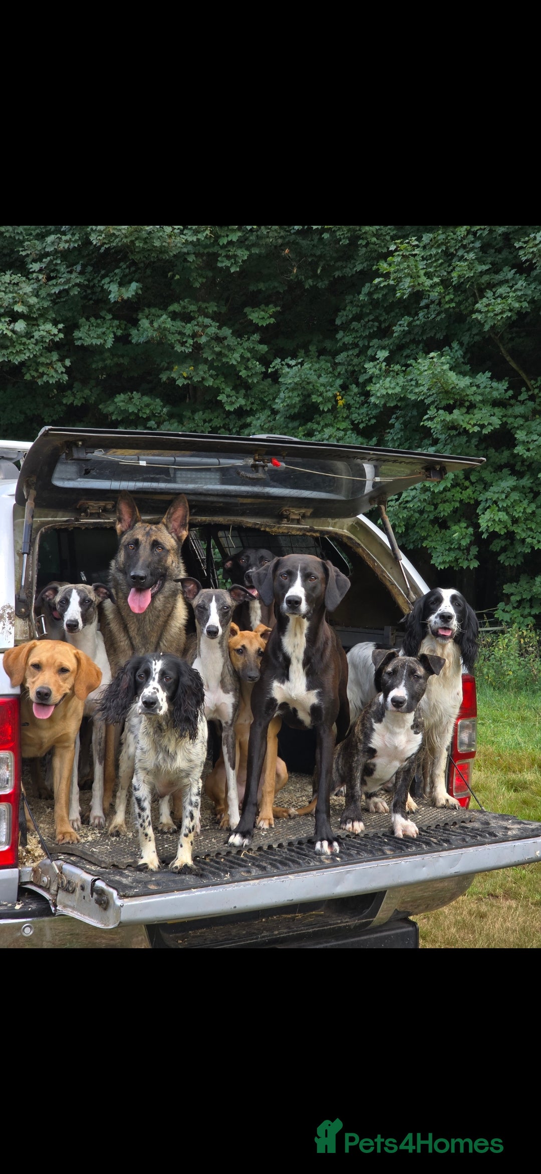 Mixed Breed dogs for sale: For adoption - Image 4