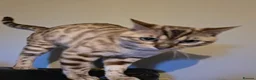Bengal cats for sale: Bengal - Advert 4