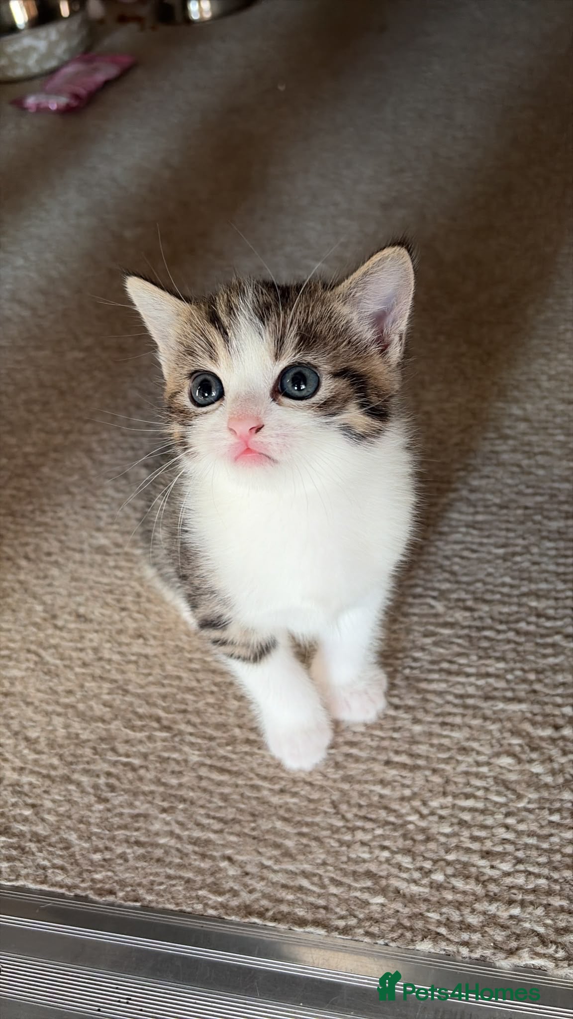 Mixed Breed cats A lovely mixed boy looking for a home - Advert 1