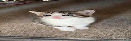 Mixed Breed cats for sale: A lovely mixed boy looking for a home in Nottingham - Advert 1