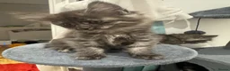 Maine Coon cats for sale: Absolutely gorgeous Maine Coon cross Kittens - Advert 32