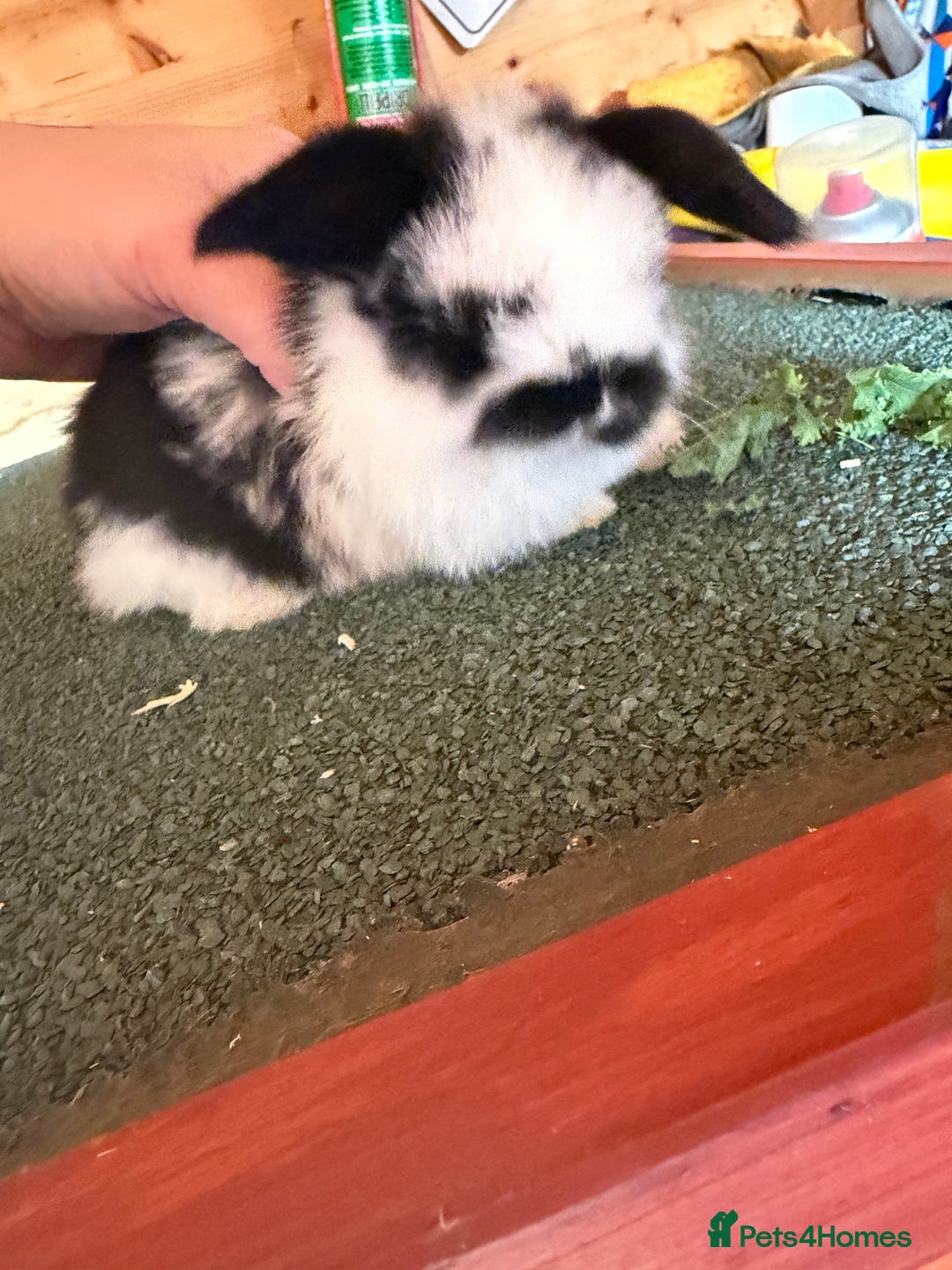 Mini Lop rabbits for sale: Baby mini lop bunnies  - Image 9