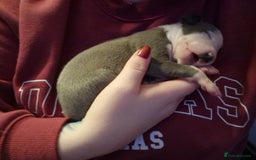 Mixed Breed dogs for sale: Whippet x Italian greyhounds for sale  - Image 17