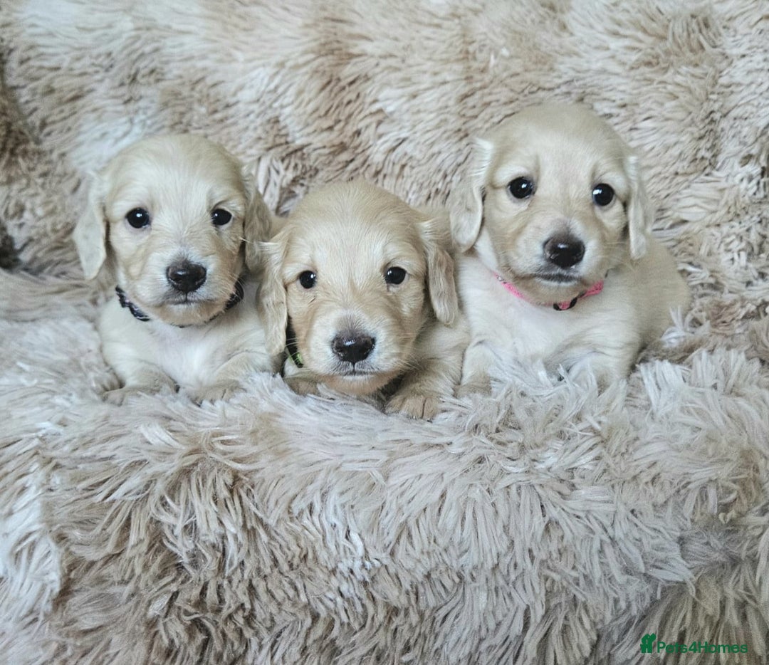 Miniature Dachshund dogs for sale: Beautiful long haired mini dachshunds - Advert 12