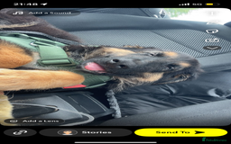 Mixed Breed dogs for sale: German Shepard/collie - Image 3