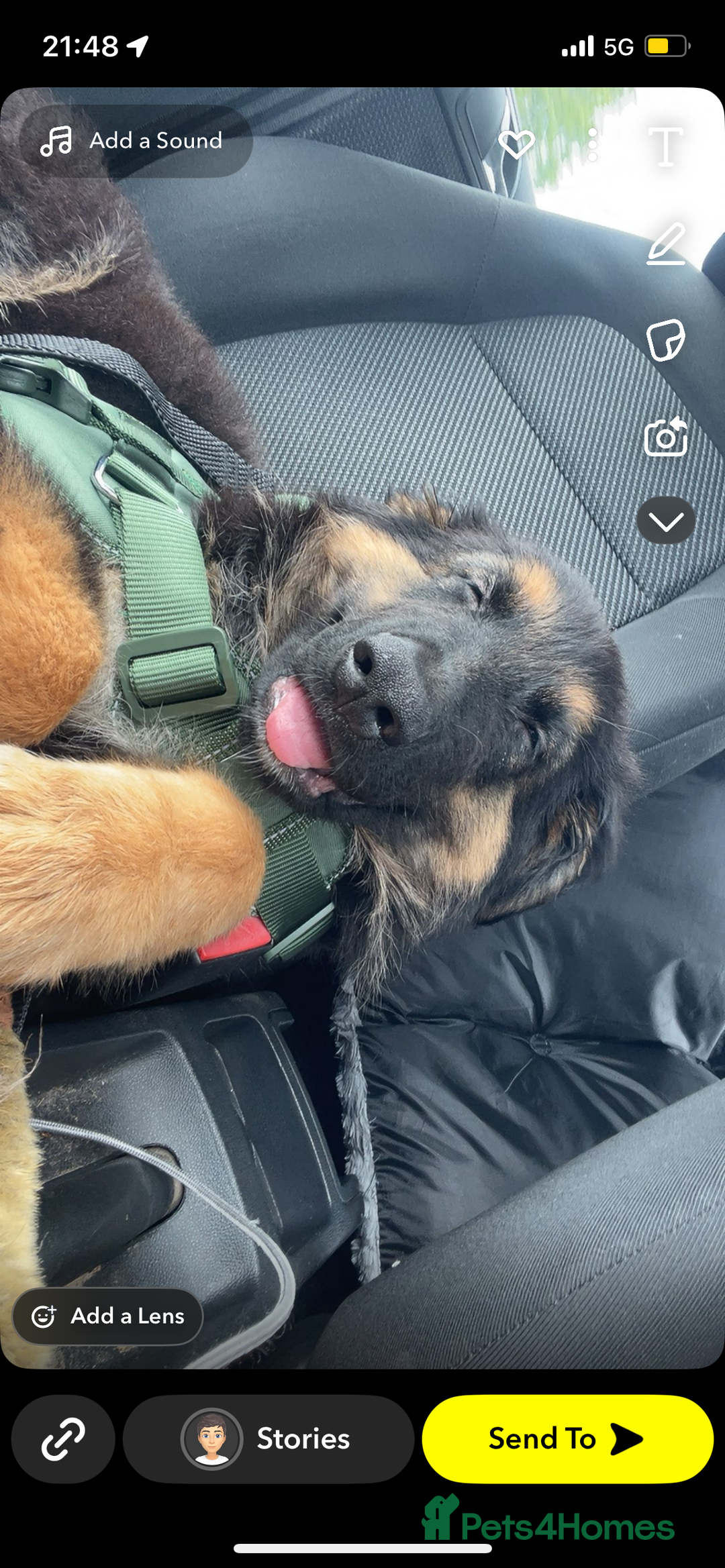 Mixed Breed dogs for sale: German Shepard/collie - Image 3