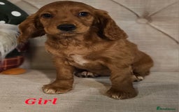 Cocker Spaniel dogs for sale: KC REGISTERED WORKING COCKERS - Image 17